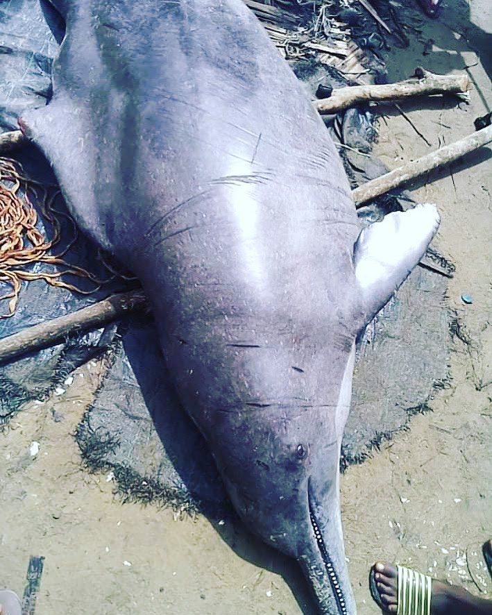 Dophin caught in Andoni